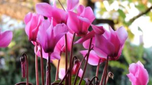 ciclamino fine fioritura