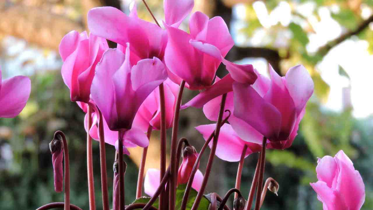 ciclamino fine fioritura